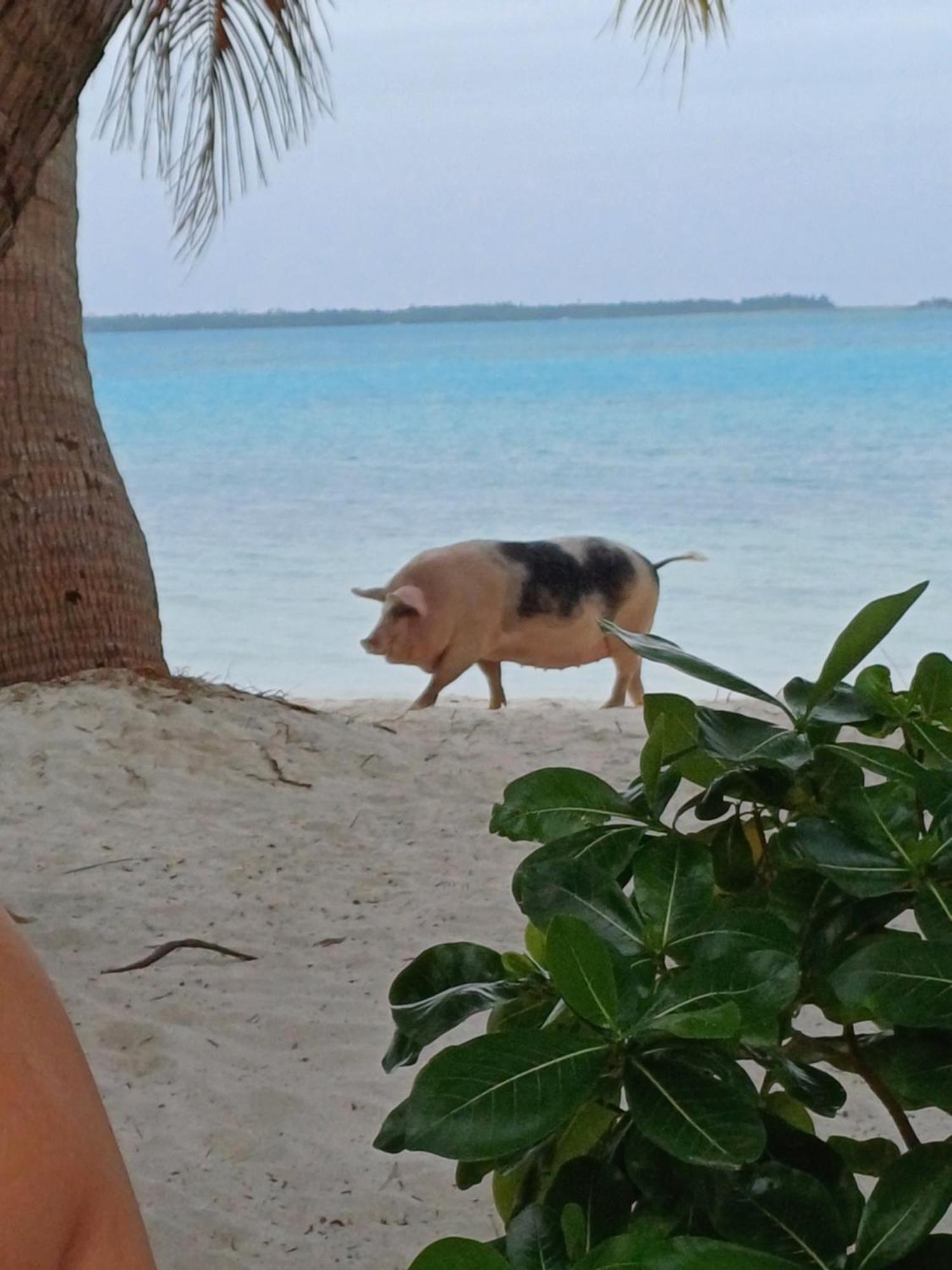 Poemanahere Island Camping A Maupiti Te-Fare-Arii المظهر الخارجي الصورة